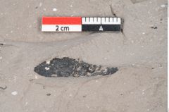 Foto (Detailansicht) von Persea speciosa Heer (NHMW-GEO-2024-0188-7995)